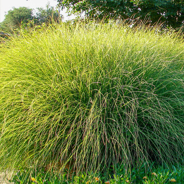 Miscanthus sinensis Gracillimus Miscanthus sinensis Gracillimus