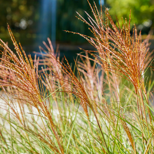 Miscanthus sinensis Red Chief