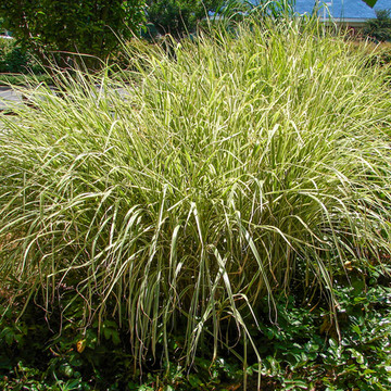 Miscanthus sinensis Variegatus Miscanthus sinensis Variegatus