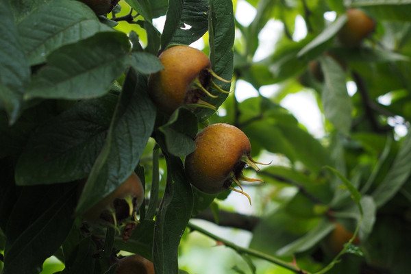 Mispel | Mespilus germanica | Baumschuleonline