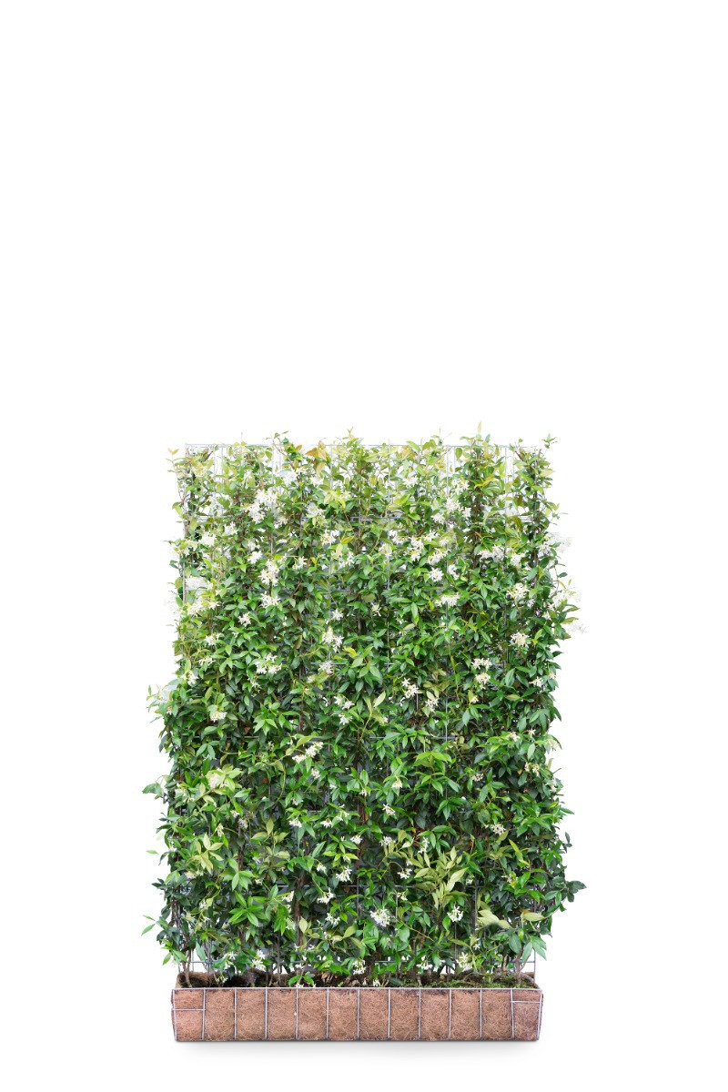 Kant en Klaarhaag Toscaanse Jasmijn 120 x 180 cm