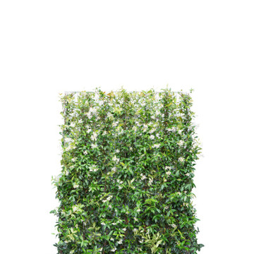 Kant en Klaarhaag Toscaanse Jasmijn 120 x 180 cm Kant en Klaarhaag Toscaanse Jasmijn 120 x 180 cm