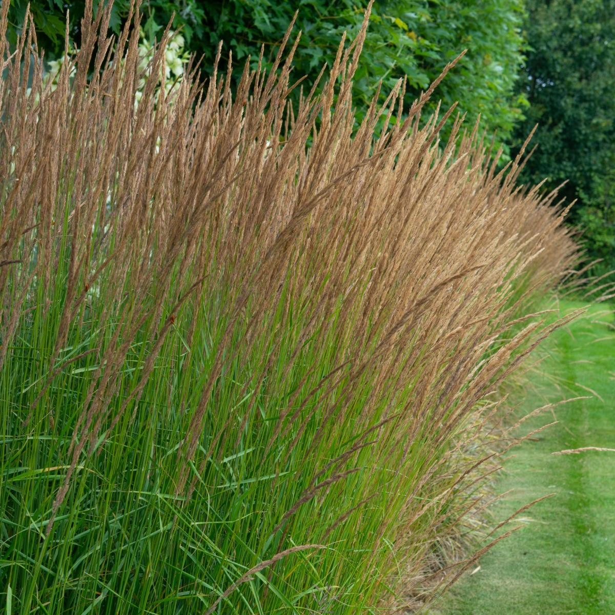 Molinia Moorhexe