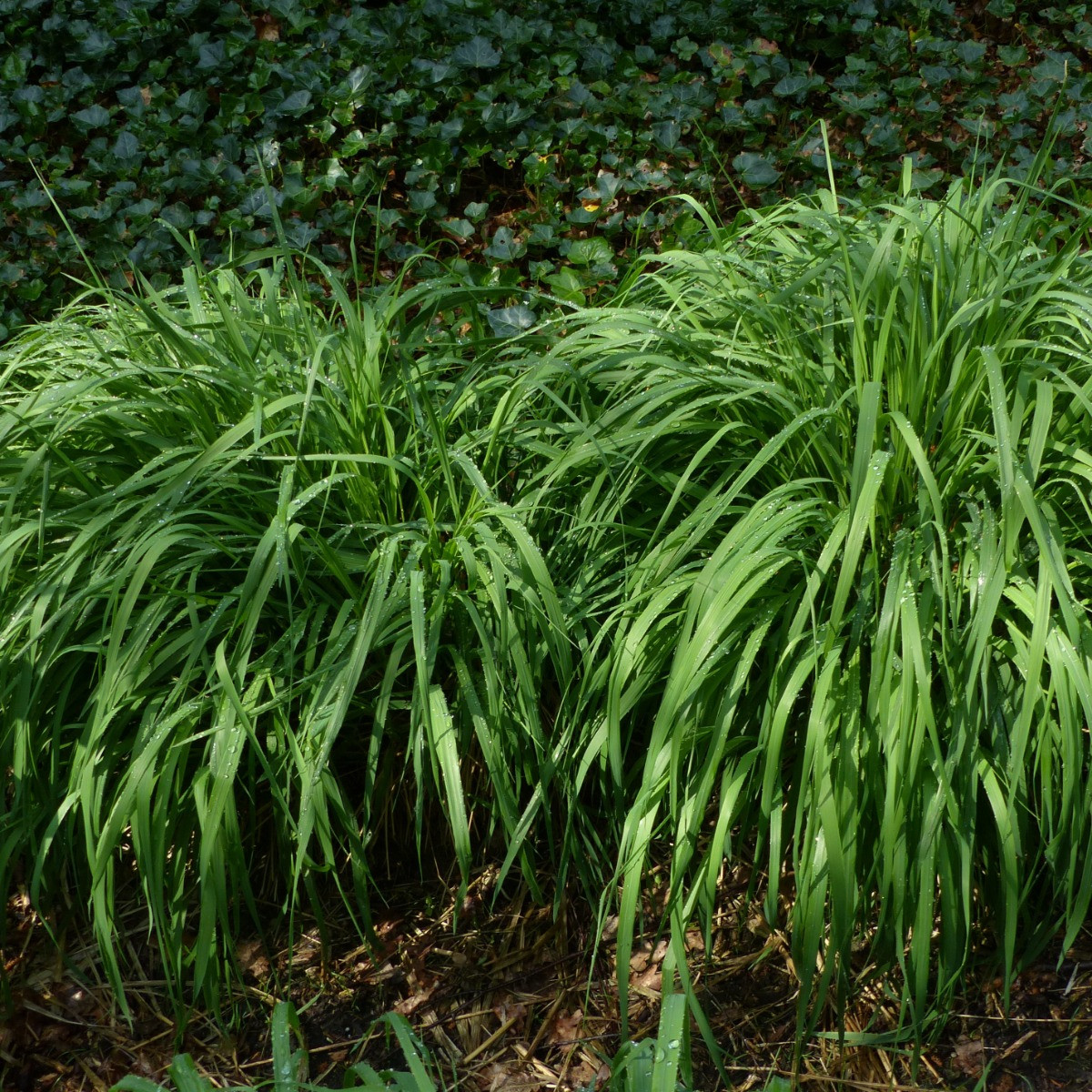 Molinia Transparant