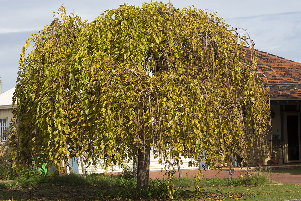 Morus alba Pendula - Witte Moerbei treurvorm
