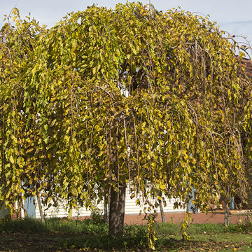 Morus alba Pendula - Witte Moerbei treurvorm Morus alba Pendula - Witte Moerbei treurvorm