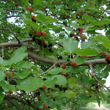 schwarzer maulbeerbaum schwarzer maulbeerbaum