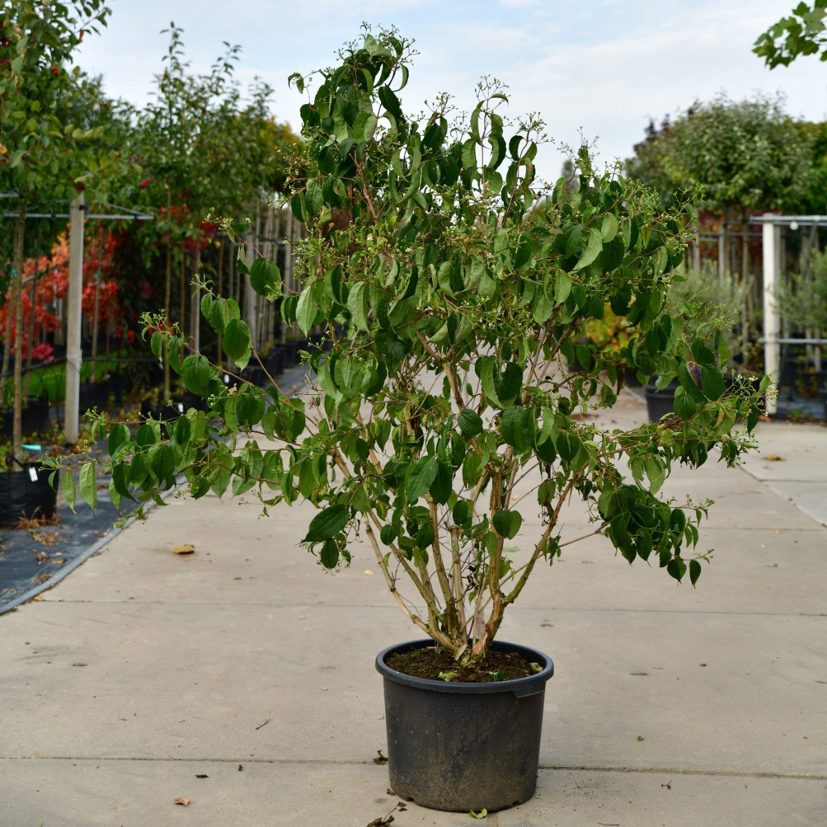 Zevenzonenboom meerstammig