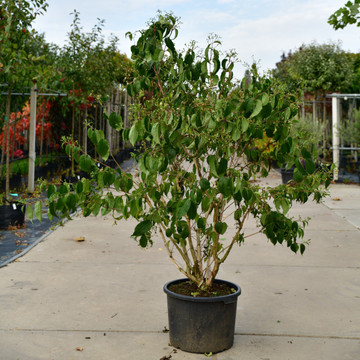 Heptacodium Miconioides Heptacodium Miconioides