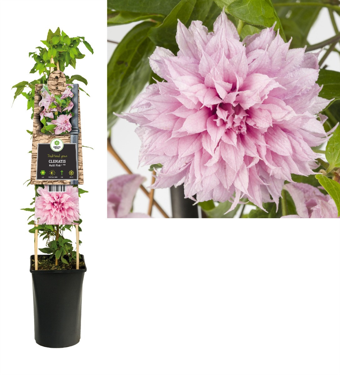 Clematis Multi Pink 50-60 cm