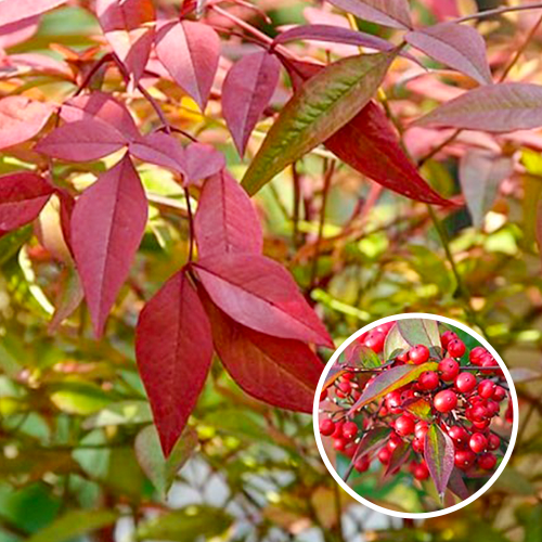 Nandina Domestica 