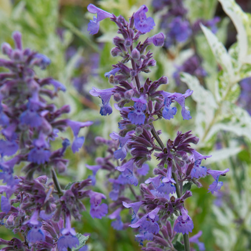 Nepeta Walker's Low