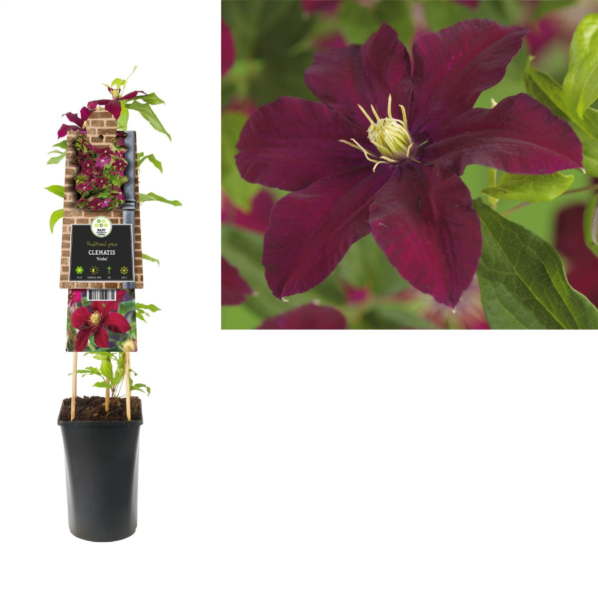 Clematis Niobe 50-60 cm