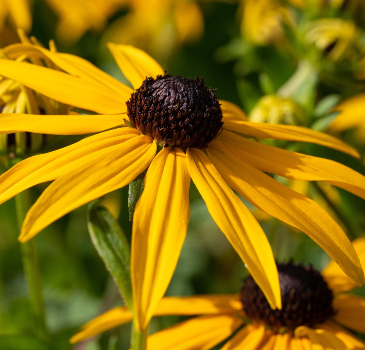 Rudbeckia fulgida 'Goldsturm'