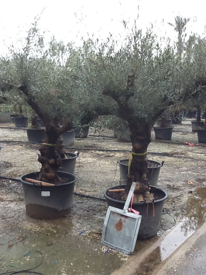 Olijfboom Europea