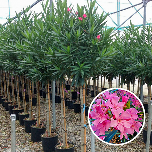Oleander