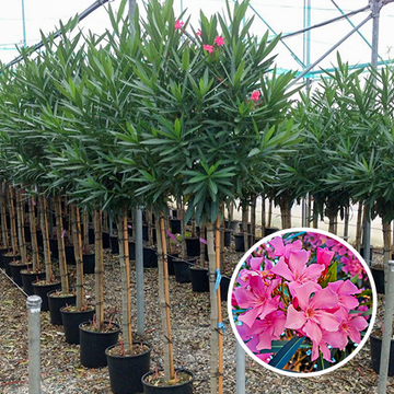 Oleander Oleander