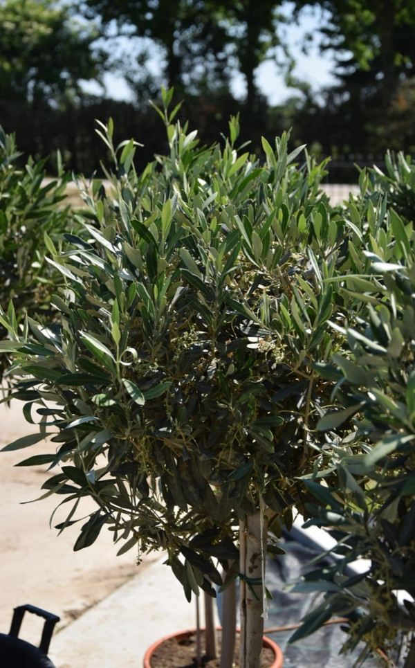 Olea Europea groenblijvend