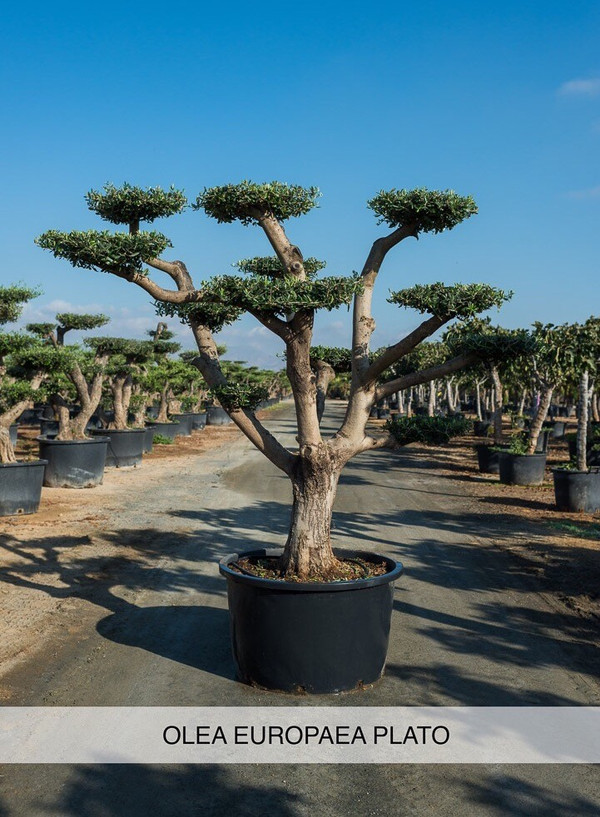 Olivenbaum Plato | Olea Europaea | Baumschuleonline