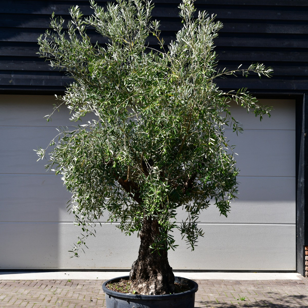 olijfboom bonsai
