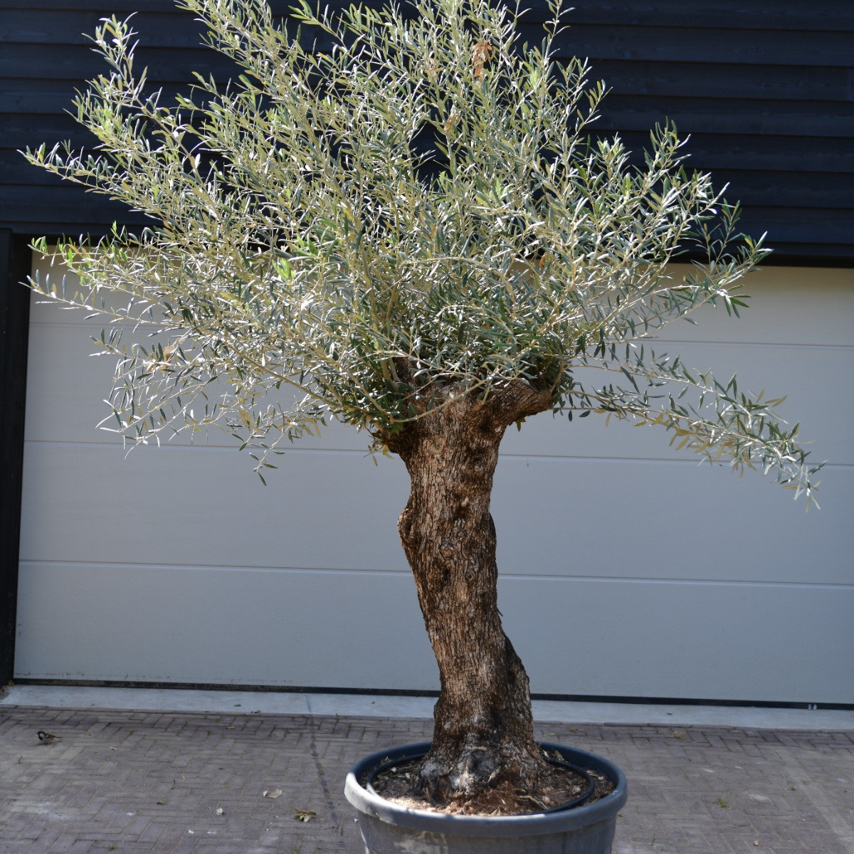 olijfboom bonsai
