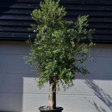 Olijfboom Bonsai
 Olijfboom Bonsai