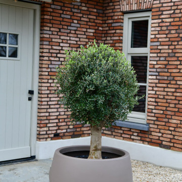 Olivenbaum Bonsai Florida Schale 50-60 Olivenbaum Bonsai Florida Schale 50-60