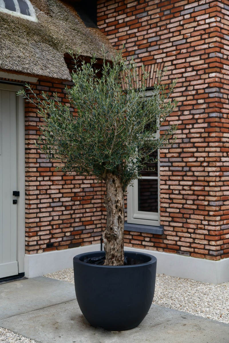 Olivenbaum Bonsai ‘New Jersey’ L