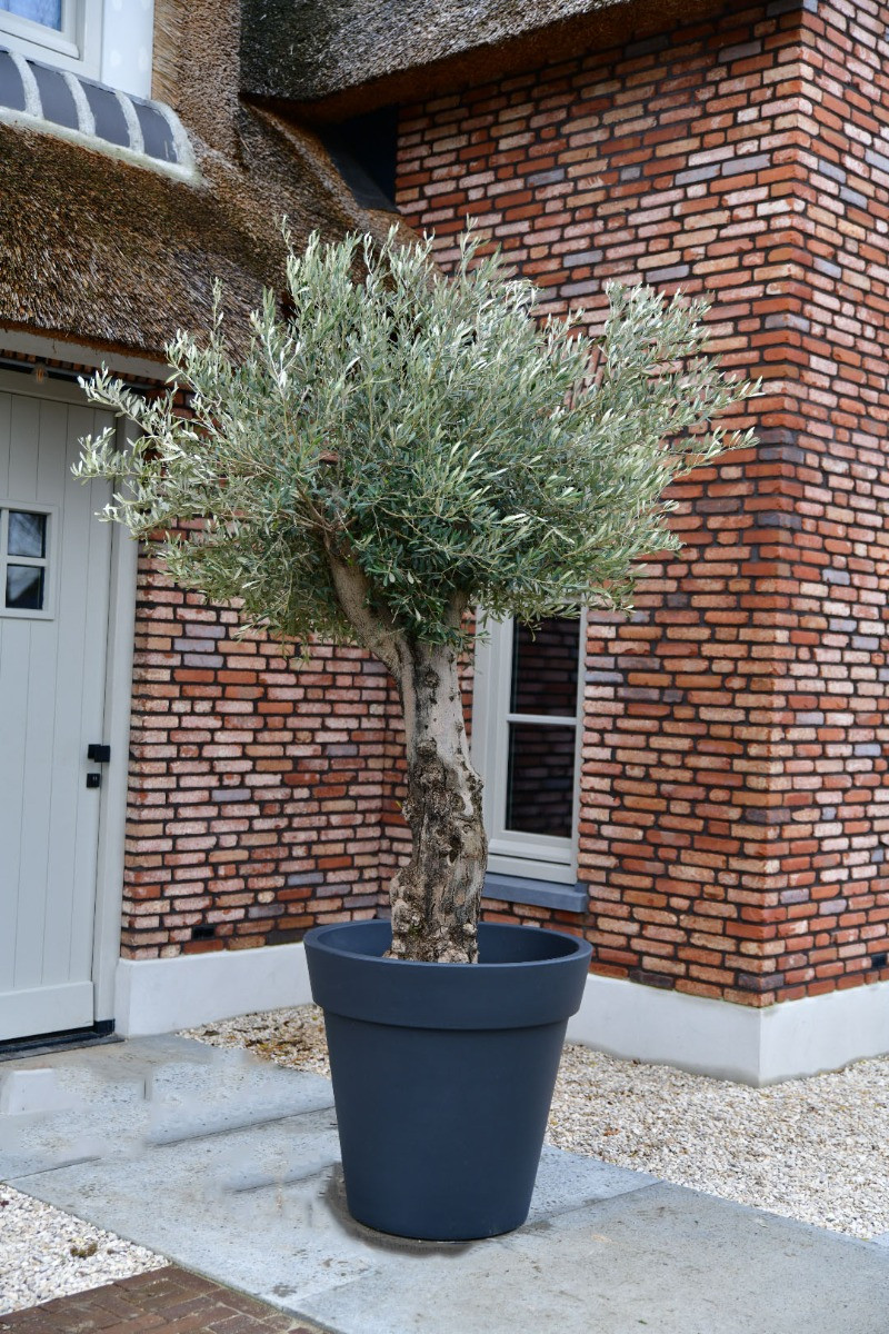 Olivenbaum Bonsai 'San Francisco' 