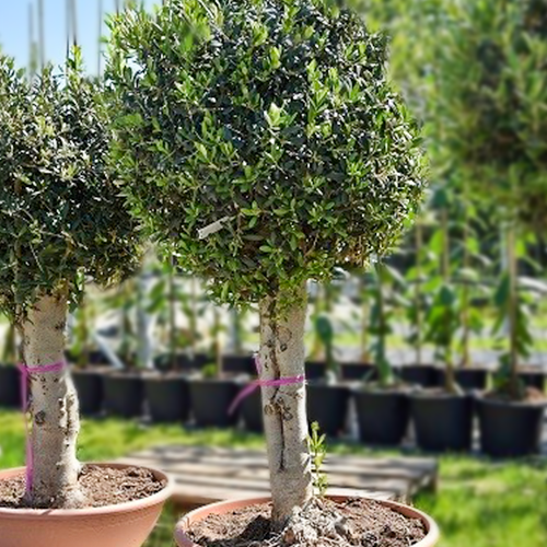 im Maßstab Olivenbaum Europaea