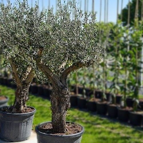 Olea europaea Joven 40-50 kaufen baumschule
