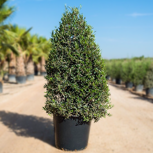 Olivenbaum Europaea Pyramide