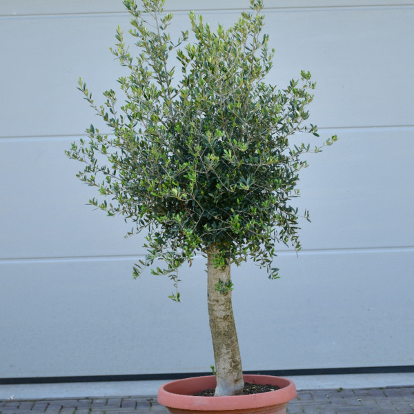 Olivenbaum Bonsai 'Florida' | Olea Europaea
