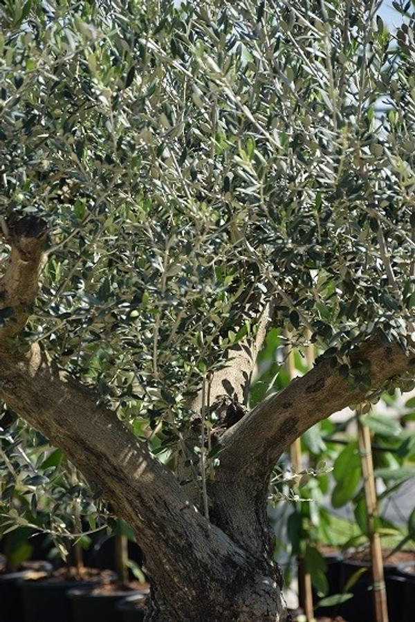 taxus robusta Taxus baccata Fastigiata Robusta main image 1
