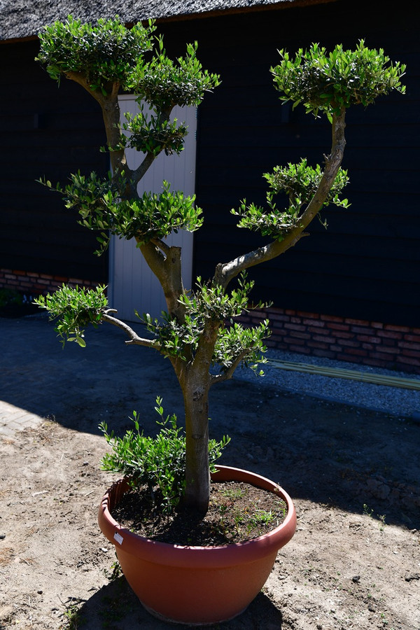 Olivenbaum Mini Plato | Olea Europea | Baumschuleonline
