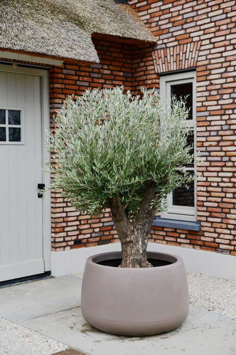 Olijfboom Bonsai Old Skin in plantenbak Koert