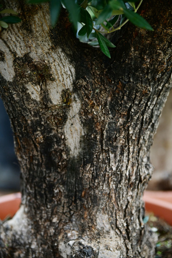Olivenbaum-Bonsai Old Skin in Schale | Immer zu gnstigen Preisen bei  Baumschuleonline