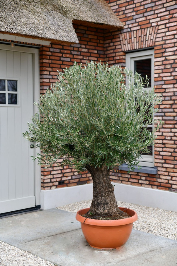 Olivenbaum-Bonsai Old Skin in Schale | Immer zu gnstigen Preisen bei  Baumschuleonline