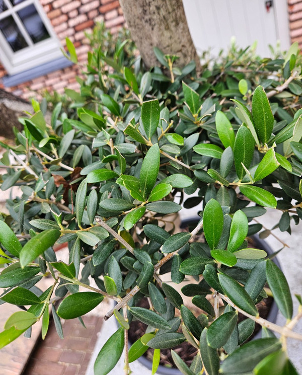 rhododendron p.j.m. elite Rhododendron 'PJM' – Green Thumb Nurseries