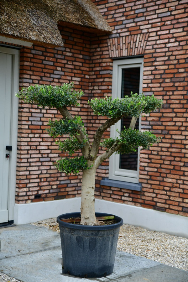 Olivenbaum Pon Pon Colorado | Olivenbume kaufen