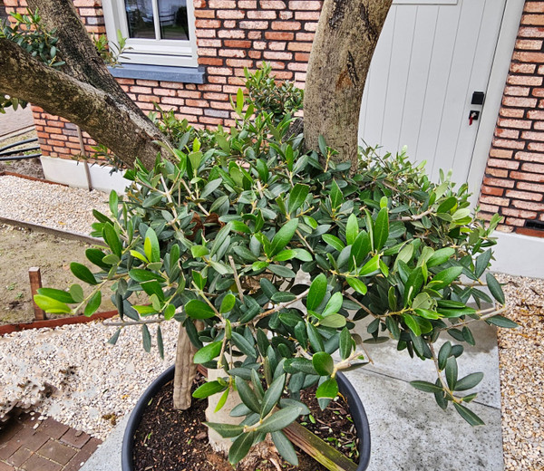 rhododendron orange winterhart Rhododendron Tortoiseshell Orange | 80-100 cm im Topf