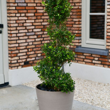 Olea europaea Espiraal ~ Olijfboom Spiraal Olea europaea Espiraal ~ Olijfboom Spiraal