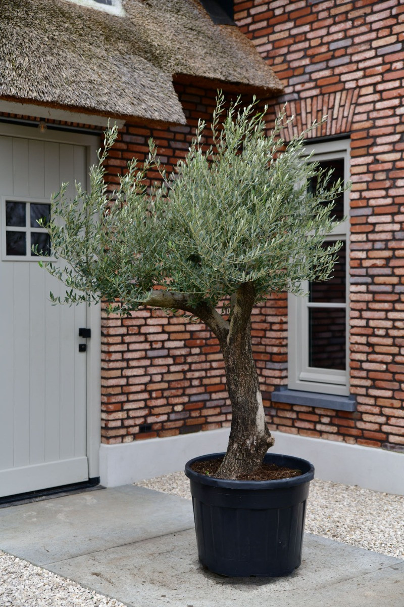 Olijfboom Texas ~ Olea europaea Ramificado