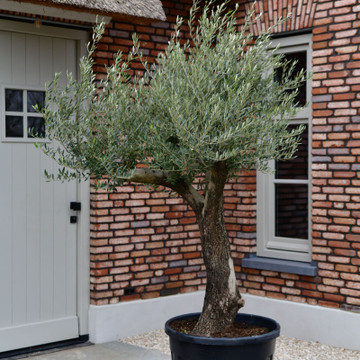 Olijfboom Texas ~ Olea europaea Ramificado Olijfboom Texas ~ Olea europaea Ramificado