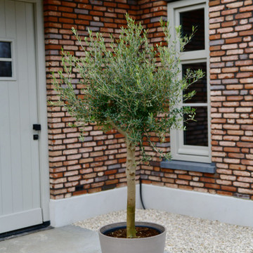 Olivenbaum Bonsai Vernon Olivenbaum Bonsai Vernon