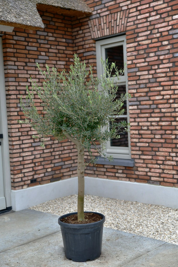 Olivenbaum Bonsai Vernon | Olea Europaea kaufen ber Baumschuleonline