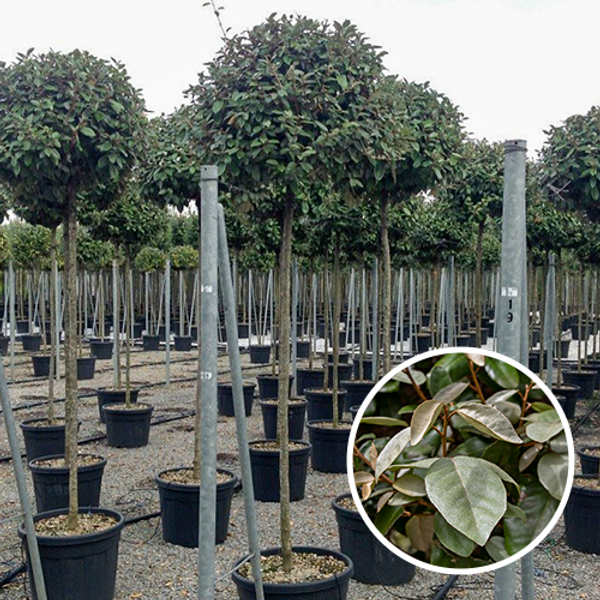 lweide Kugelbaum |Elaeagnus ebbingei| Baumschuleonline.de