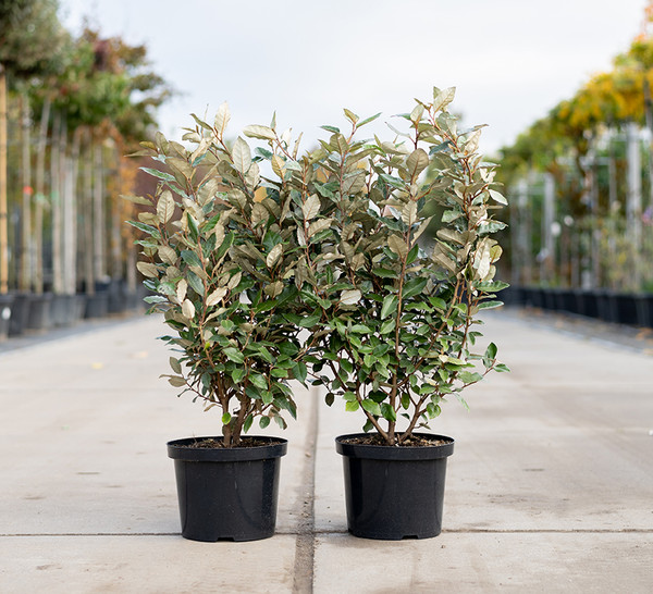 Wintergrne lweide Compacta | Elaeagnus Ebbingei | Baumschuleonline