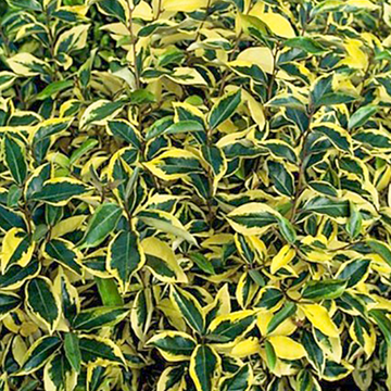 Olijfwilg 'Gilt Edge' Olijfwilg 'Gilt Edge'