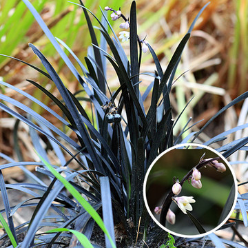 Ophiopogon planiscapus Niger Ophiopogon planiscapus Niger